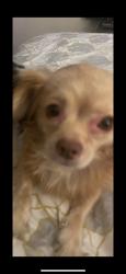 Lost Female Dog last seen clemson street by the leos tacos street, Los Angeles, CA 90016