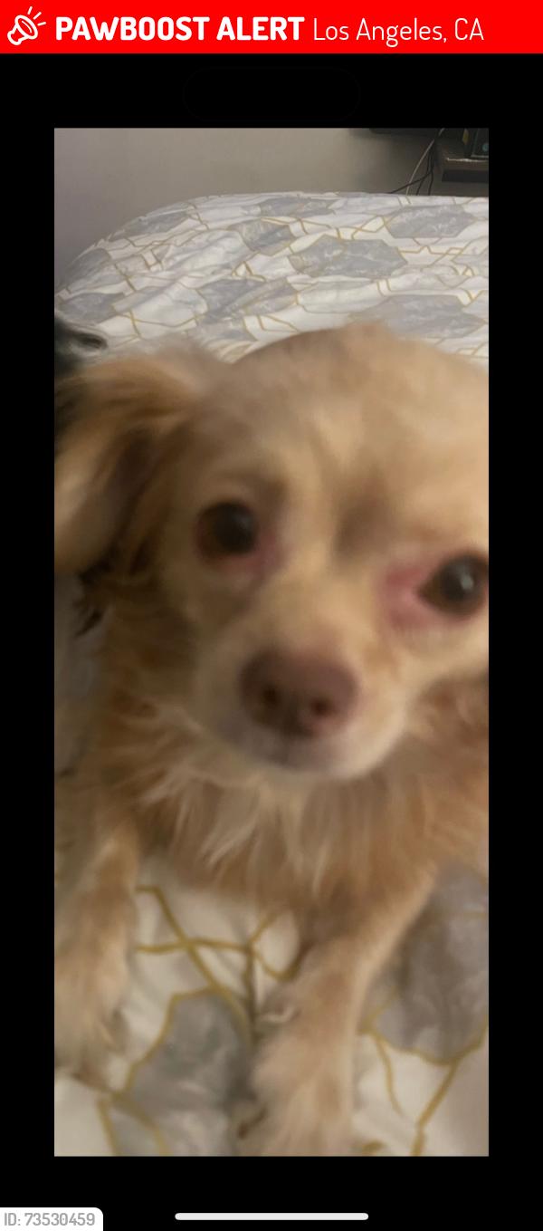Lost Female Dog last seen clemson street by the leos tacos street, Los Angeles, CA 90016
