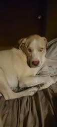 Lost Male Dog last seen La Tuna Canyon Road and Del Arroyo Drive, Los Angeles, CA 91352