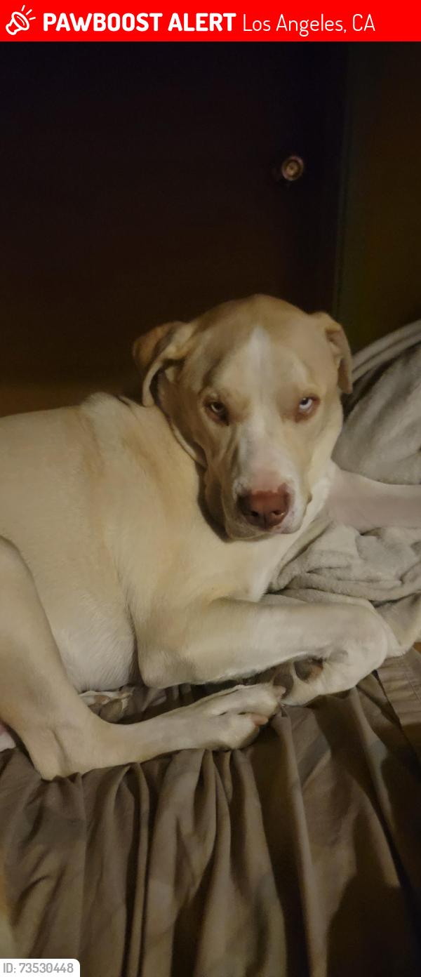 Lost Male Dog last seen La Tuna Canyon Road and Del Arroyo Drive, Los Angeles, CA 91352
