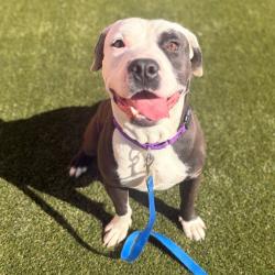 Shelter Stray Male Dog last seen , Animal Care & Control Team of Philly, 111 W Hunting Park Ave, Philadelphia, PA 19140, USA
