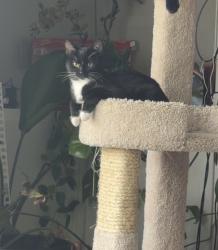 Reunited Female Cat last seen South elmwood dr & Hardin ave, Aurora, IL 60506