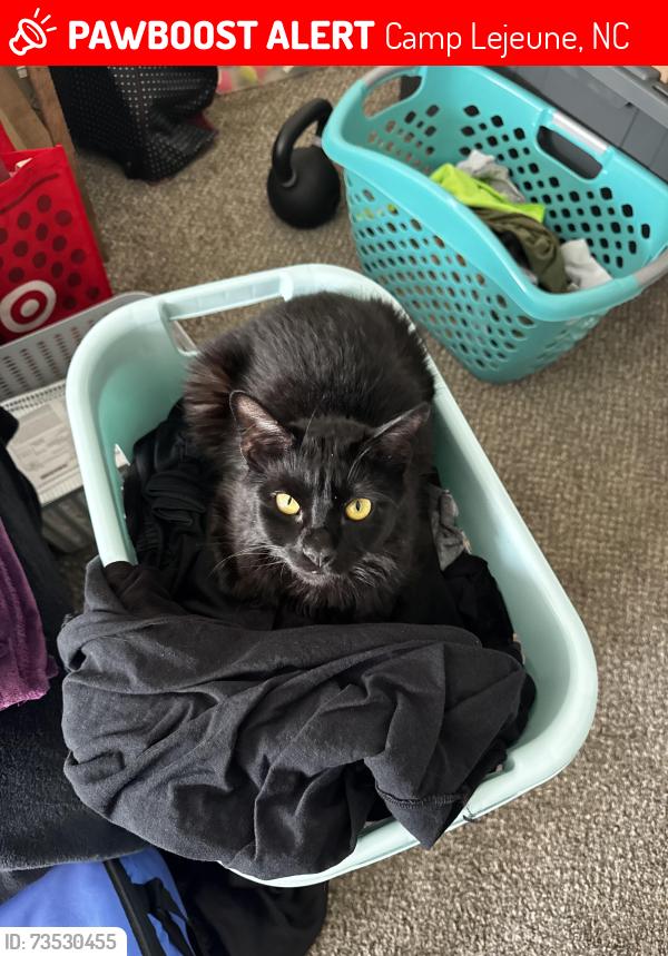 Lost Male Cat last seen Neville cove Camp Lejeune, Camp Lejeune, NC 28547