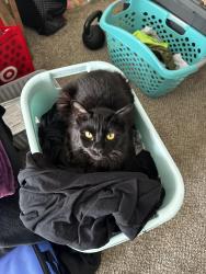 Lost Male Cat last seen Neville cove Camp Lejeune, Camp Lejeune, NC 28547