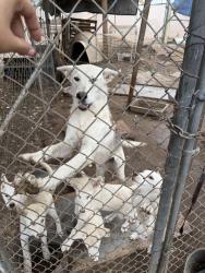 Lost Female Dog last seen Mission rd, Fallbrook, CA 92028