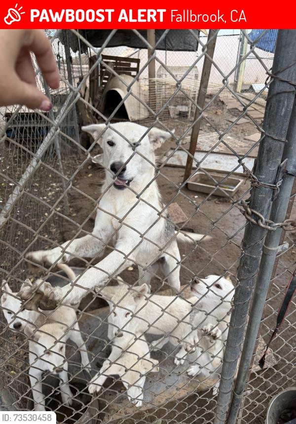 Lost Female Dog last seen Mission rd, Fallbrook, CA 92028