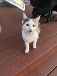 Found/Stray Unknown Cat last seen Tealtown, Union Township, OH 45103