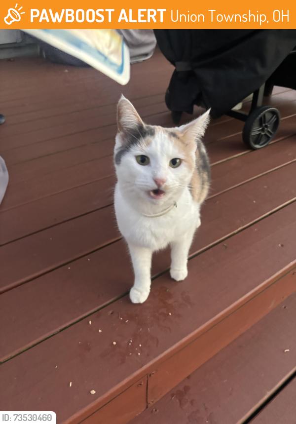 Found/Stray Unknown Cat last seen Tealtown, Union Township, OH 45103