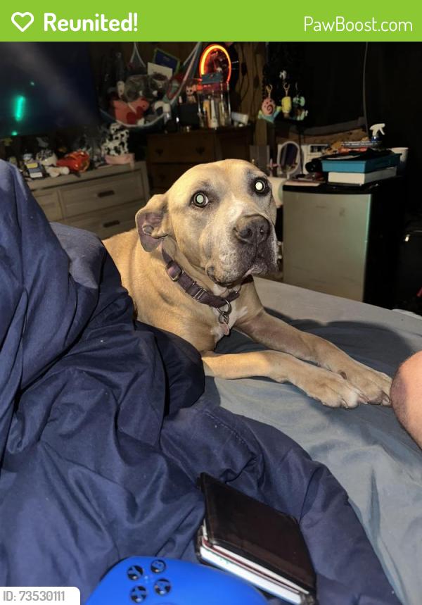 Reunited Female Dog last seen 33rd and stults, Oklahoma City, OK 73119