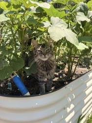 Lost Male Cat last seen Stone Heritage rd, Nash County, NC 27557