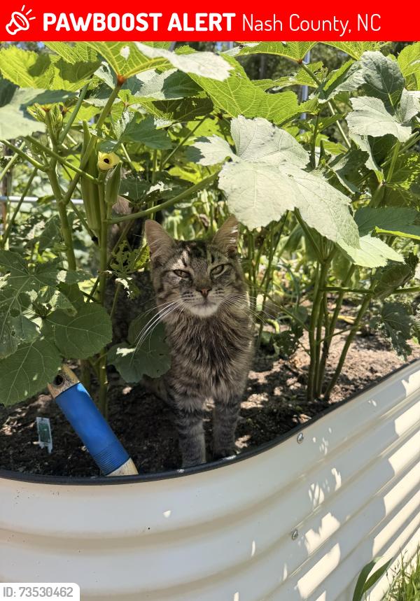 Lost Male Cat last seen Stone Heritage rd, Nash County, NC 27557