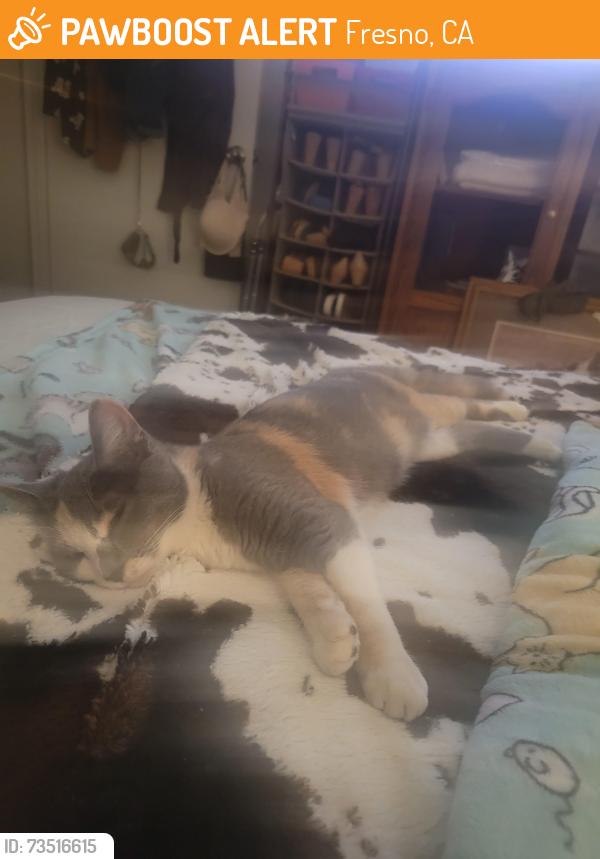 Found/Stray Female Cat last seen Maple/Herndon, Fresno, CA 93720