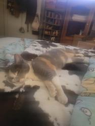 Found/Stray Female Cat last seen Maple/Herndon, Fresno, CA 93720