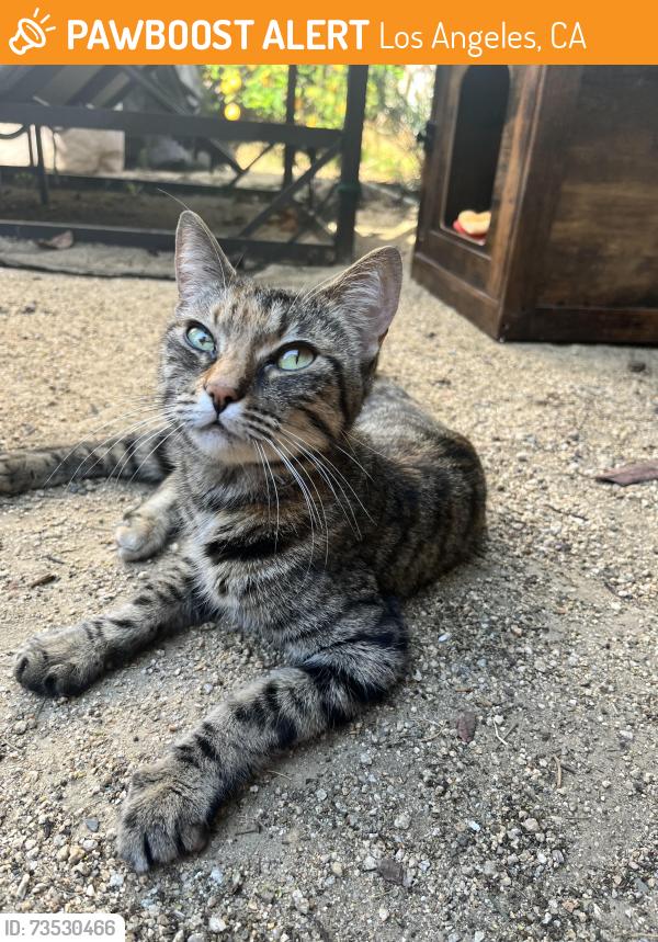 Found/Stray Female Cat last seen Obama & La Cienega, Los Angeles, CA 90016