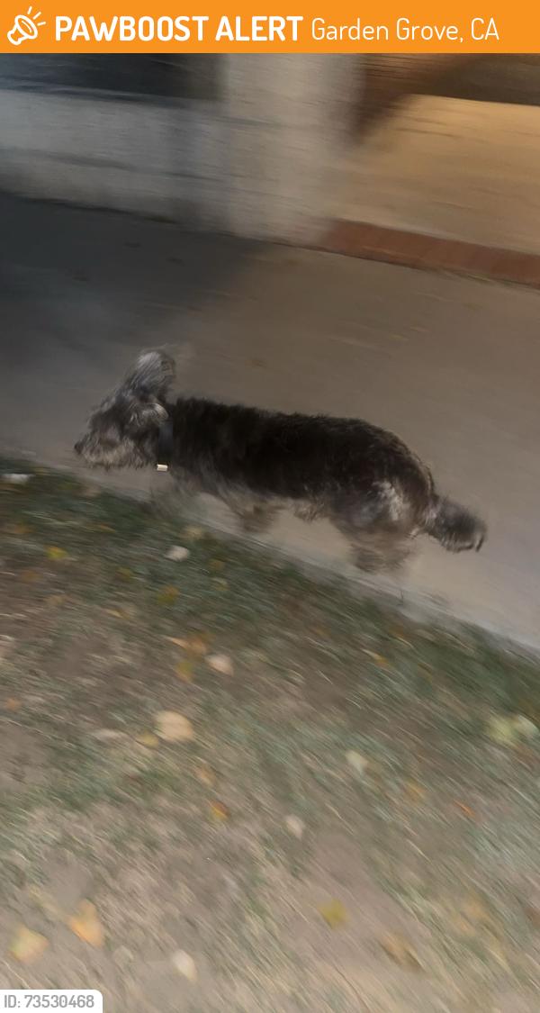 Found/Stray Unknown Dog last seen Fairview, Garden Grove, CA 92840
