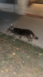 Found/Stray Unknown Dog last seen Fairview, Garden Grove, CA 92840