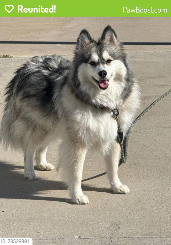 Reunited Male Dog last seen Blue Mound Rd, Haslet, TX 76052