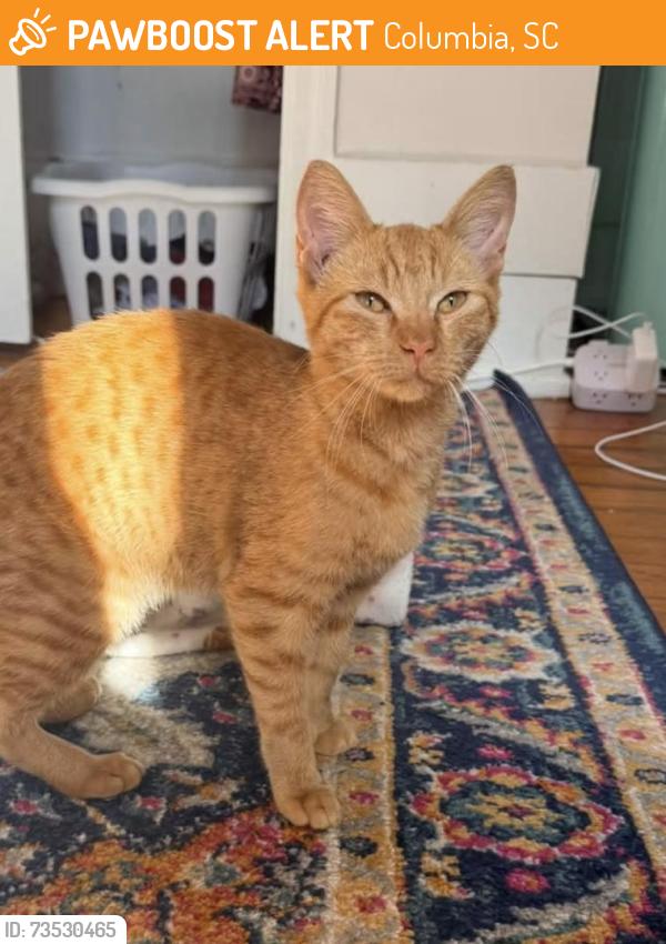 Found/Stray Male Cat last seen Publix Gervais Street, Columbia, SC 29211