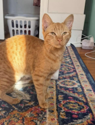 Found/Stray Male Cat last seen Publix Gervais Street, Columbia, SC 29211