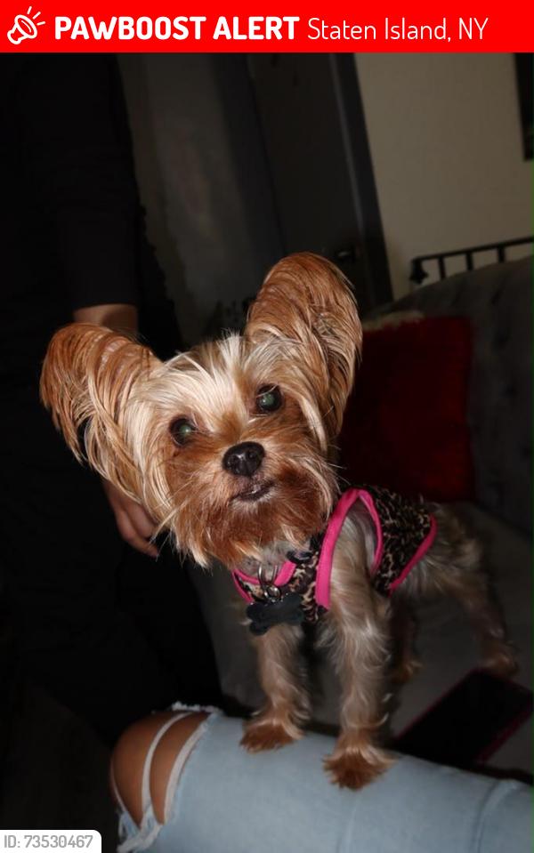 Lost Female Dog last seen Between Jersey Street and Richmond Terr, Staten Island, NY 10301