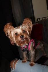 Lost Female Dog last seen Between Jersey Street and Richmond Terr, Staten Island, NY 10301