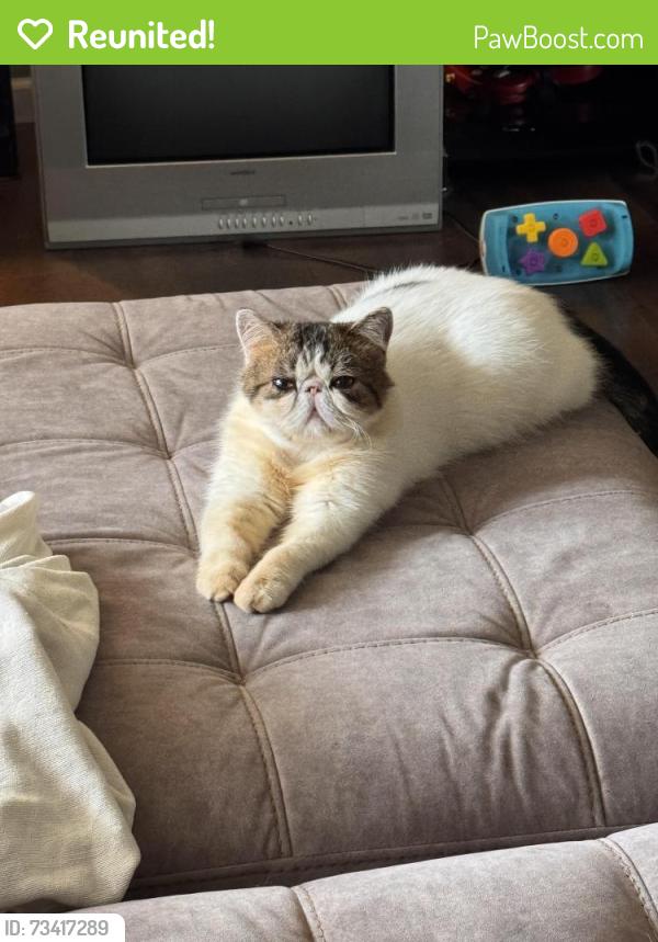 Reunited Male Cat last seen Amelia Drive, Matheny Road, East Peoria, IL 61611
