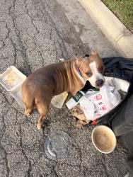 Found/Stray Female Dog last seen Wood and 15th, Waco, TX 76706