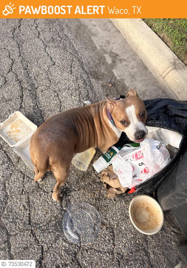 Found/Stray Female Dog last seen Wood and 15th, Waco, TX 76706