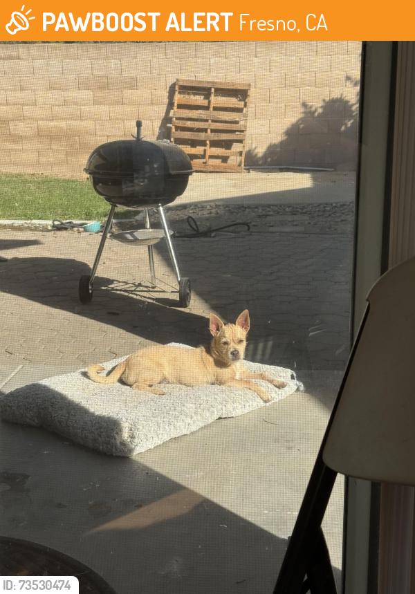Found/Stray Male Dog last seen Bullard and Polk, Fresno, CA 93722