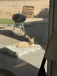 Found/Stray Male Dog last seen Bullard and Polk, Fresno, CA 93722