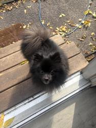 Reunited Male Dog last seen Heard Avenue N, Champlin, MN 55316