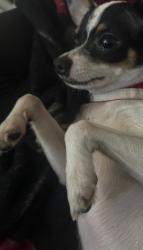 Lost Male Dog last seen DuPont 78264, San Antonio, TX 78264