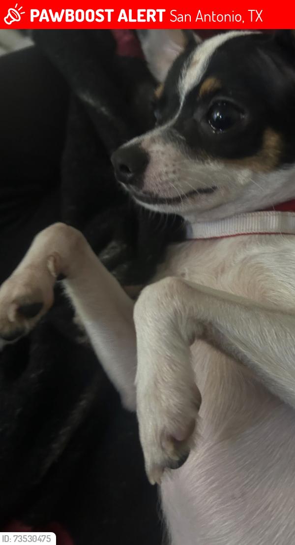 Lost Male Dog last seen DuPont 78264, San Antonio, TX 78264
