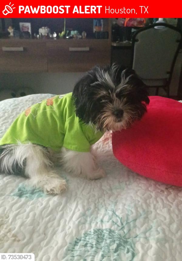 Lost Male Dog last seen Near & Jones Rd, Houston, TX 77065