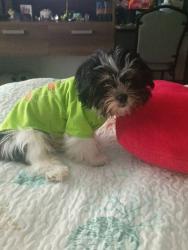 Lost Male Dog last seen Near & Jones Rd, Houston, TX 77065