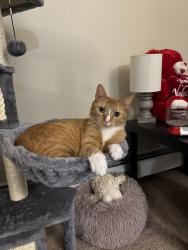Reunited Male Cat last seen Fairwood Drive, Utica, NY 13502
