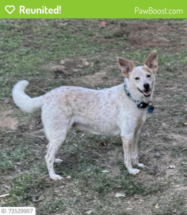 Reunited Male Dog last seen near Tyson Berry Street plant, Springdale, AR 72764