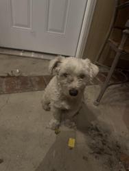 Found/Stray Male Dog last seen 7th and pacific, Santa Ana, CA 92701