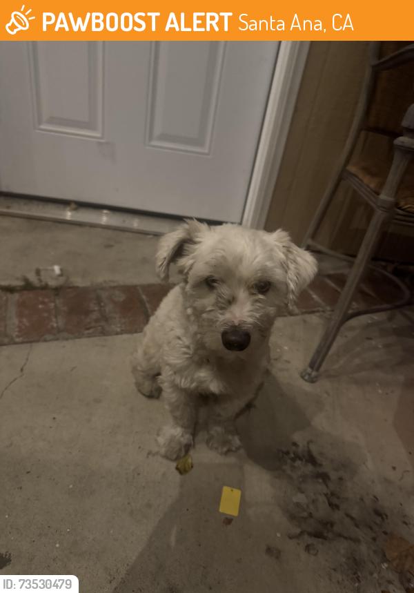 Found/Stray Male Dog last seen 7th and pacific, Santa Ana, CA 92701