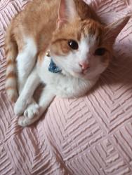 Reunited Male Cat last seen McDonald's, Leicester, England 