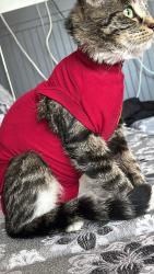 Lost Female Cat last seen Av Albani Brossard, Brossard, QC 