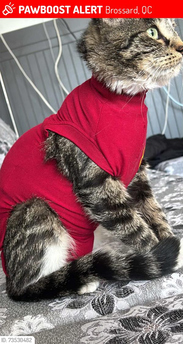 Lost Female Cat last seen Av Albani Brossard, Brossard, QC 
