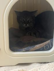Reunited Male Cat last seen Near corner of Sarsfield Circuit and Bexley Road, Bexley North, NSW 2207