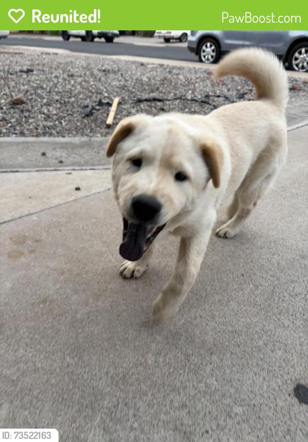 Reunited Male Dog last seen Greenfield and University, Mesa, AZ 85205