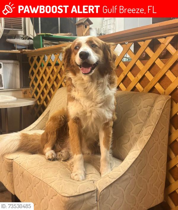 Lost Male Dog last seen McDonald’s, the point, Arby’s, auto zone, Gulf Breeze, FL 32563