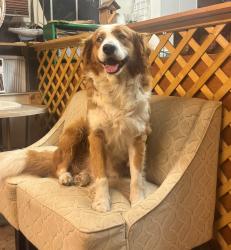 Lost Male Dog last seen McDonald’s, the point, Arby’s, auto zone, Gulf Breeze, FL 32563