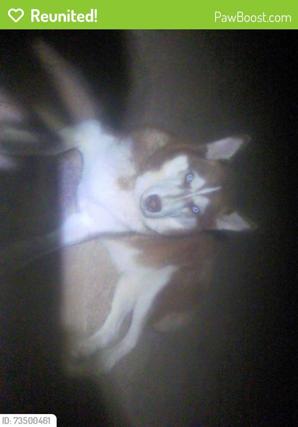 Reunited Unknown Dog last seen San Angelo, Texas Entrance to Country Club Lake ests, Covington, TN 38019