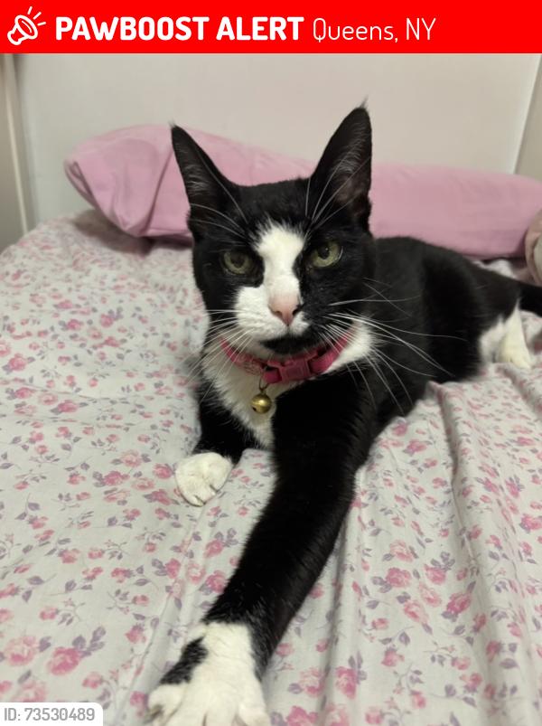 Lost Female Cat last seen 20th st, Queens, NY 11105