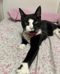 Lost Female Cat last seen 20th st, Queens, NY 11105