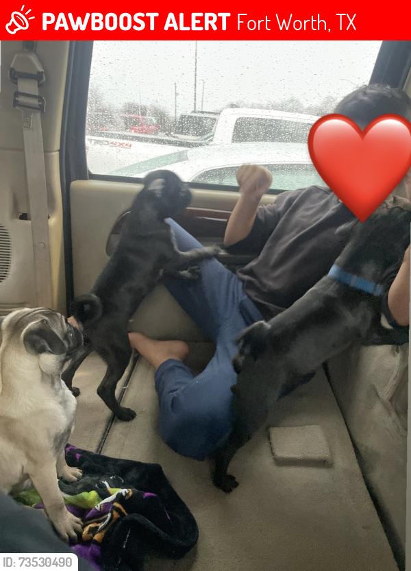Lost Male Dog last seen Las Vegas trail 76116 fort worth, Fort Worth, TX 76116